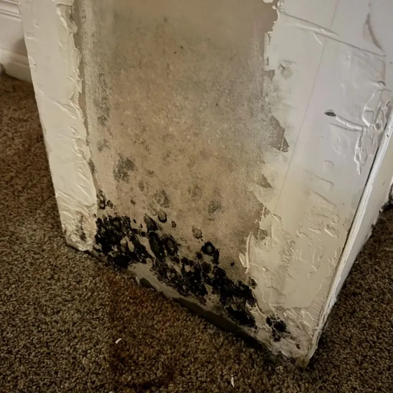 Professional Mold Removal in Booneville, MS